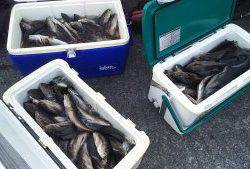 伊豆下田フィッシング 釣果