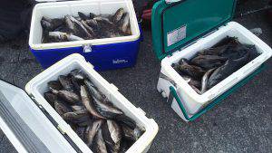 伊豆下田フィッシング 釣果