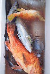 伊豆下田フィッシング 釣果