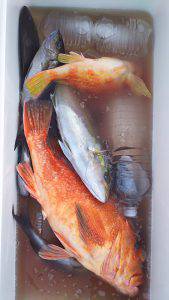 伊豆下田フィッシング 釣果