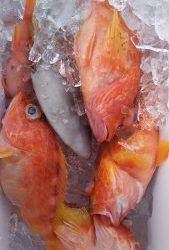 伊豆下田フィッシング 釣果