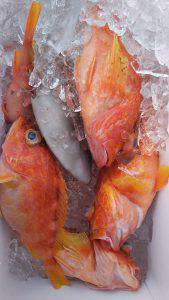 伊豆下田フィッシング 釣果