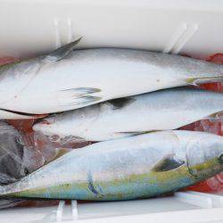 ハピネスⅡ 釣果