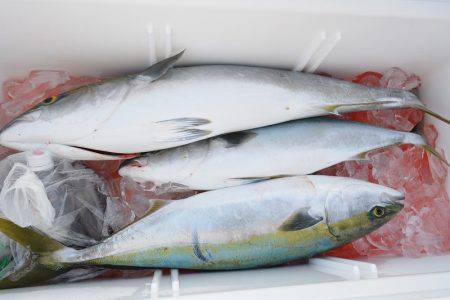 ハピネスⅡ 釣果