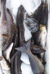 伊豆下田フィッシング 釣果