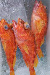 伊豆下田フィッシング 釣果