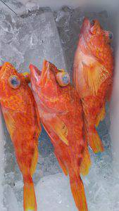 伊豆下田フィッシング 釣果