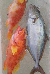 伊豆下田フィッシング 釣果