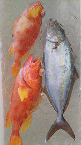 伊豆下田フィッシング 釣果