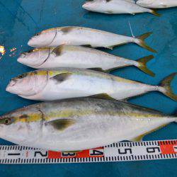 アジアマリンサービス 釣果