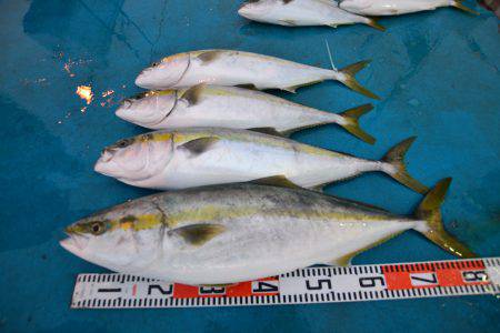 アジアマリンサービス 釣果