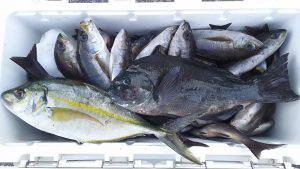 伊豆下田フィッシング 釣果