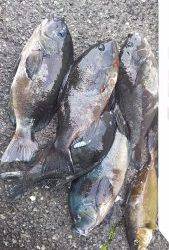 伊豆下田フィッシング 釣果