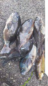 伊豆下田フィッシング 釣果