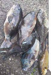 伊豆下田フィッシング 釣果