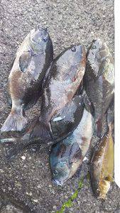 伊豆下田フィッシング 釣果