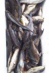 伊豆下田フィッシング 釣果