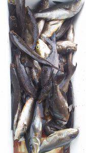 伊豆下田フィッシング 釣果