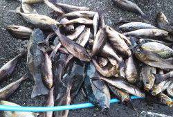 伊豆下田フィッシング 釣果