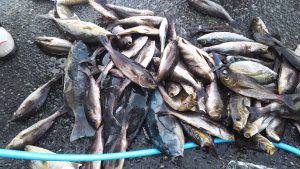 伊豆下田フィッシング 釣果