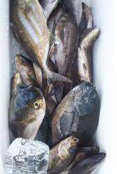 伊豆下田フィッシング 釣果