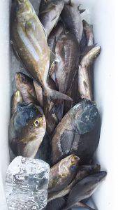 伊豆下田フィッシング 釣果