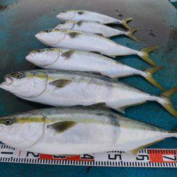 アジアマリンサービス 釣果