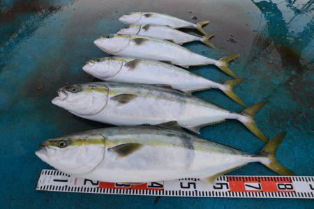 アジアマリンサービス 釣果