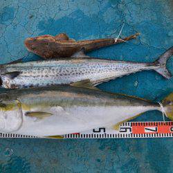 アジアマリンサービス 釣果