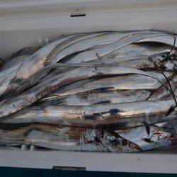 アジアマリンサービス 釣果