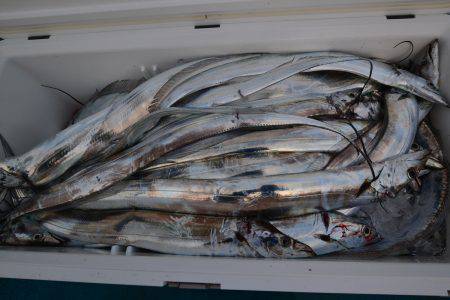 アジアマリンサービス 釣果