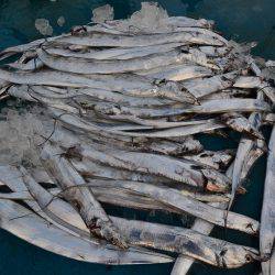 アジアマリンサービス 釣果