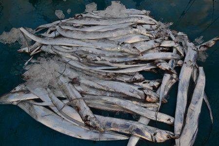 アジアマリンサービス 釣果