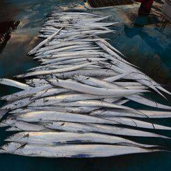 アジアマリンサービス 釣果