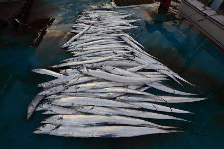 アジアマリンサービス 釣果