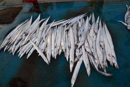 アジアマリンサービス 釣果