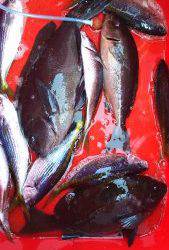 伊豆下田フィッシング 釣果