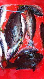 伊豆下田フィッシング 釣果