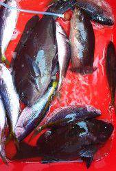 伊豆下田フィッシング 釣果