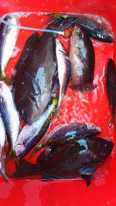 伊豆下田フィッシング 釣果