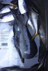 伊豆下田フィッシング 釣果