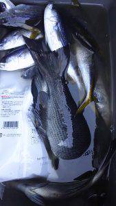 伊豆下田フィッシング 釣果