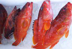 伊豆下田フィッシング 釣果