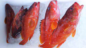 伊豆下田フィッシング 釣果