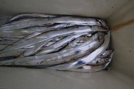 アジアマリンサービス 釣果