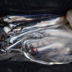 アジアマリンサービス 釣果