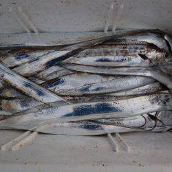 アジアマリンサービス 釣果