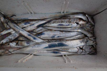 アジアマリンサービス 釣果