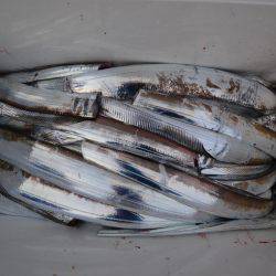 アジアマリンサービス 釣果