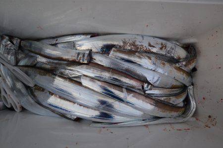 アジアマリンサービス 釣果